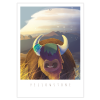 Rémi au Yellowstone